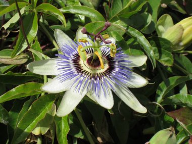 tutku çiçekflor de la pasión