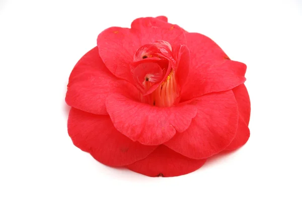 Pink camellia — Stock Photo, Image