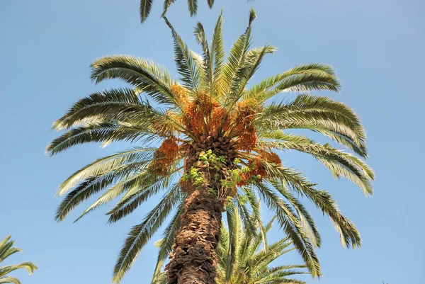 Dadelpalm — Stockfoto