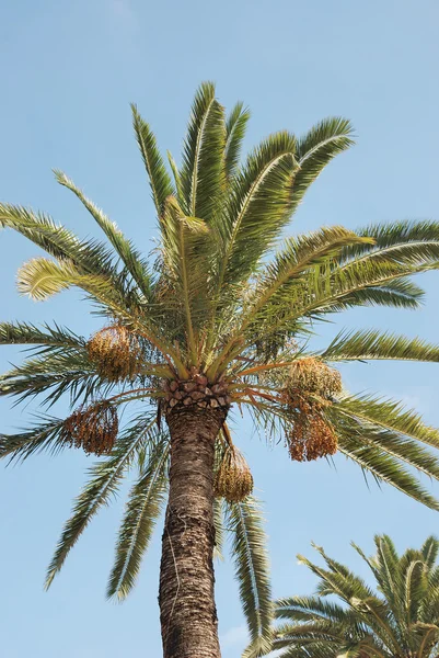 Dadelpalm — Stockfoto