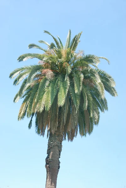 Date palm — Stock Photo, Image