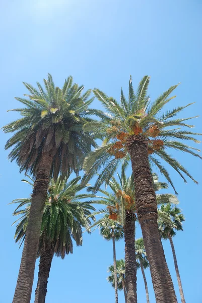 Date palm — Stock Photo, Image