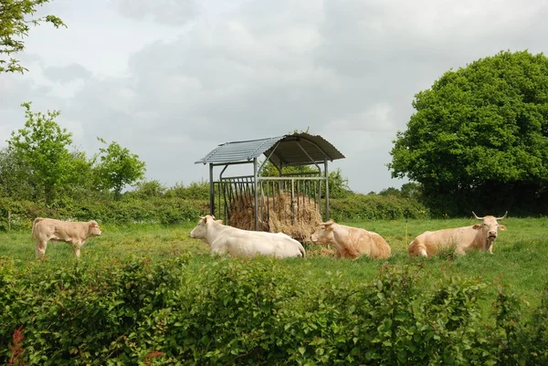 Cows in meadows — Stock Photo, Image