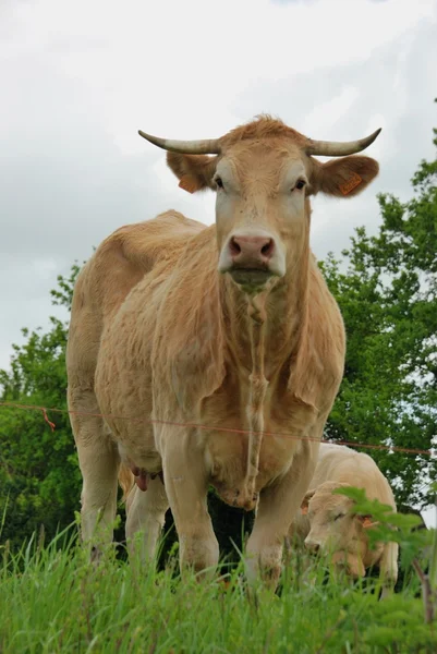 Cows in meadows — Stock Photo, Image