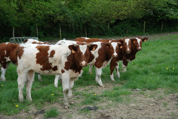 Mucche nei prati — Foto Stock