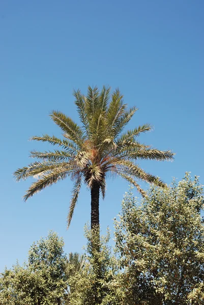 Dadelpalm — Stockfoto