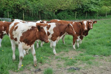 İnekler Çayırlığında