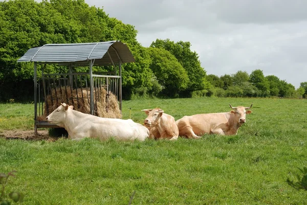 Cows in meadows — Stock Photo, Image