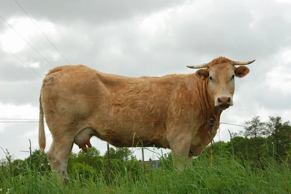 Kor i ängar — Stockfoto