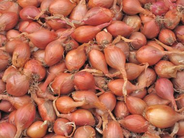 arpacık, piyasa ahır