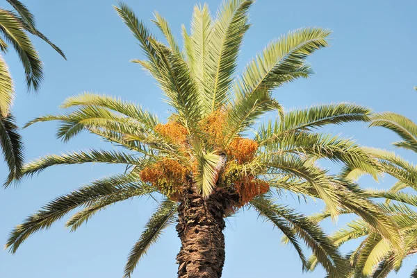 Dadelpalm — Stockfoto