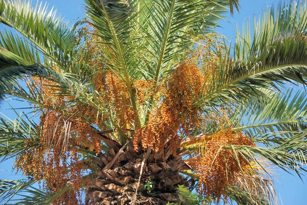 Palma daktylowa — Zdjęcie stockowe