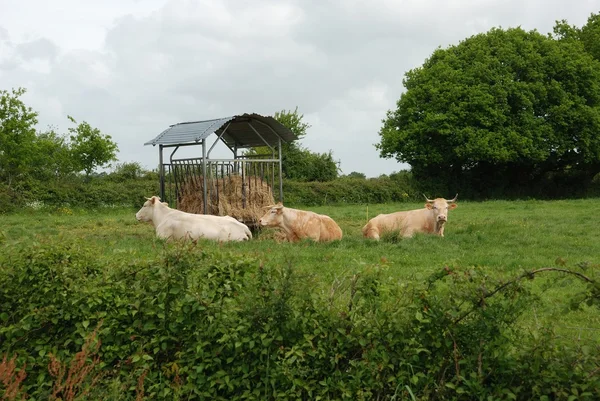 Cows in meadows — Stock Photo, Image