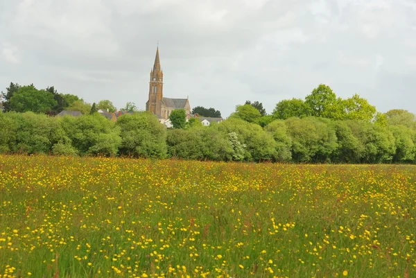 Green grass meadow woody hedgerow — Stock Photo, Image