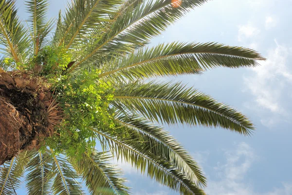 Date palm — Stock Photo, Image