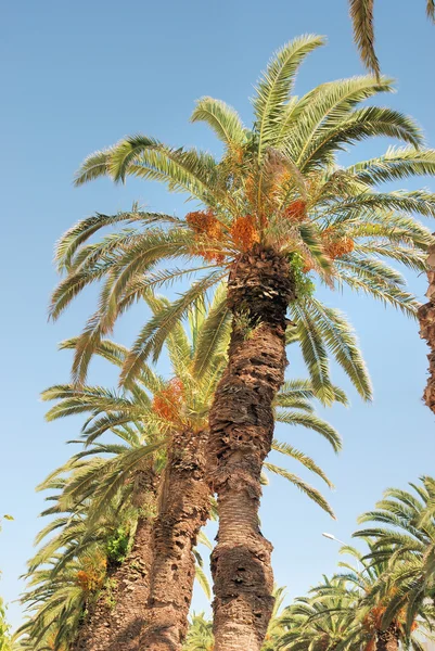 Date palm — Stock Photo, Image