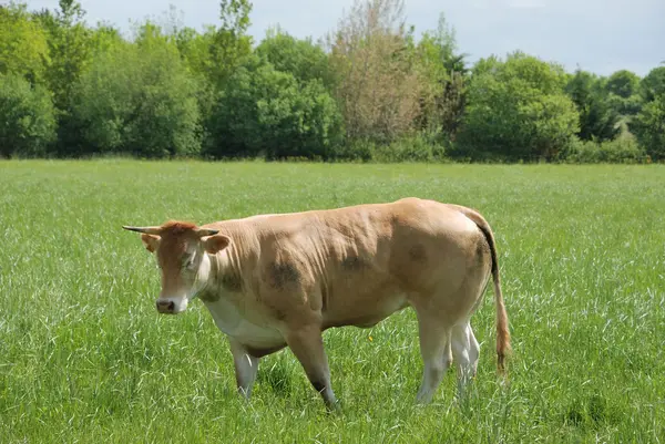 Kor i ängar — Stockfoto