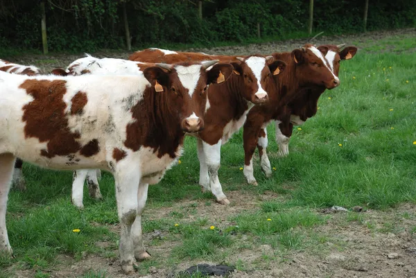 Cows in meadows — Stock Photo, Image