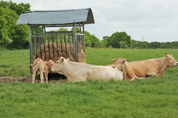 Cows in meadows — Stock Photo, Image