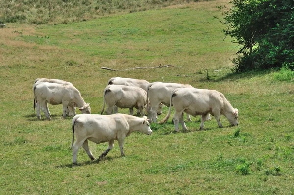 Αγελάδες σε λιβάδια — Φωτογραφία Αρχείου