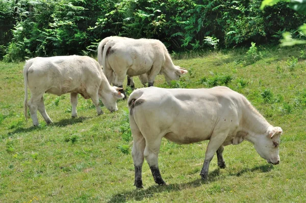 Vaches dans les prairies — Photo