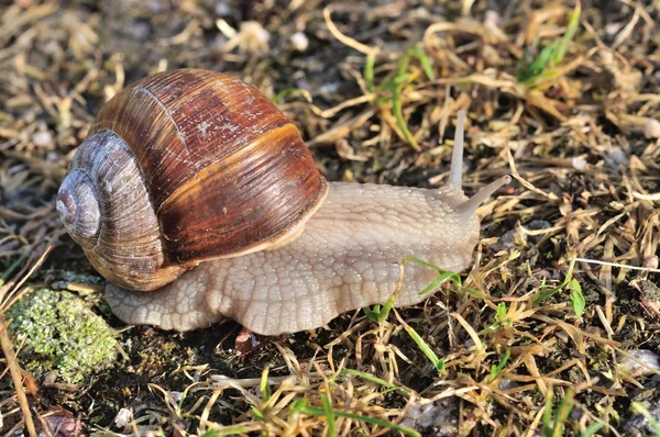 勃艮第蜗牛 — 图库照片