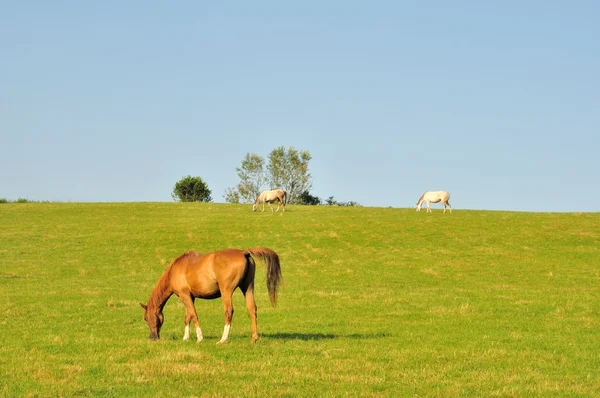 Zwei Pferde — Stockfoto