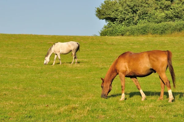 Dois cavalos. — Fotografia de Stock