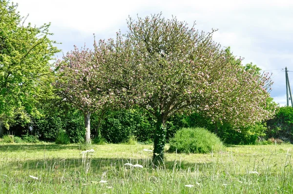 Baum auf einem Feld — Stockfoto