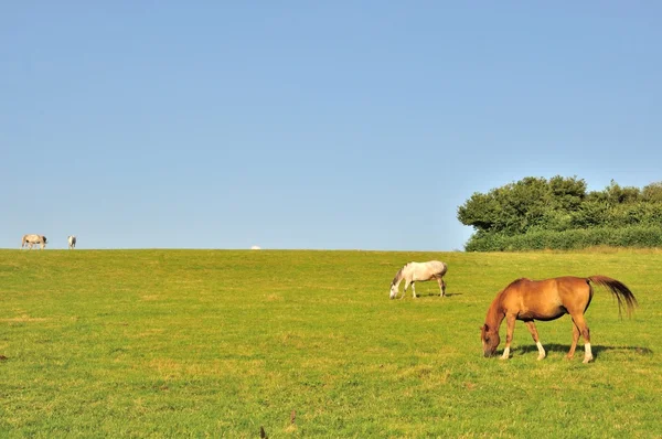 Dwa konie — Zdjęcie stockowe