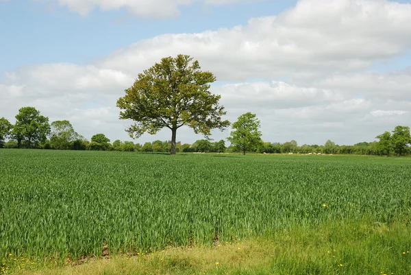 Árbol en un campo —  Fotos de Stock