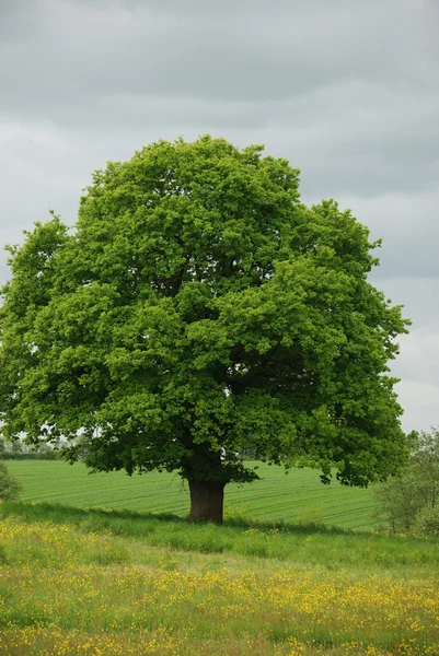 Tree in a field — Stock Photo, Image