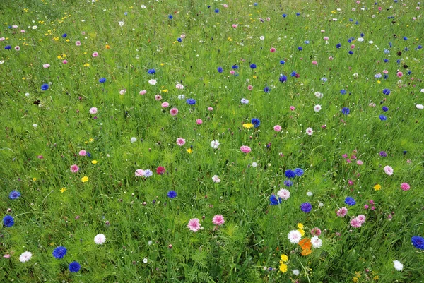 Campo de flores — Foto de Stock