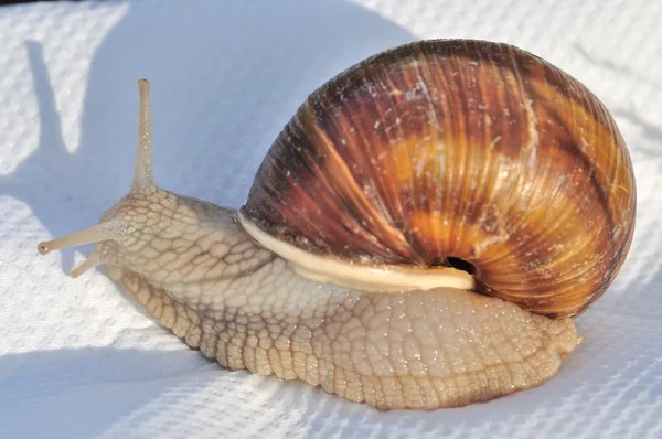 Caracol-de-borgonha — Fotografia de Stock