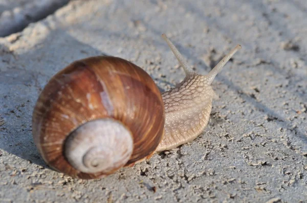 Caracol-de-borgonha — Fotografia de Stock