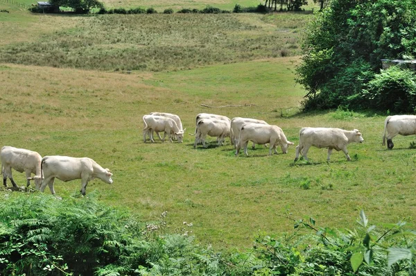 Vacas nos prados — Fotografia de Stock