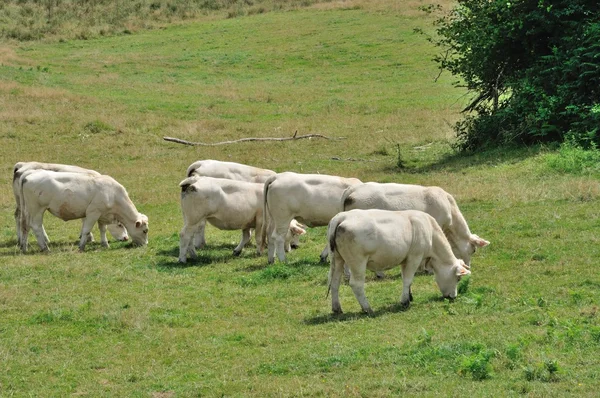 Vaches dans les prairies — Photo