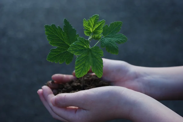 A sprout on a hand — Stock Photo, Image