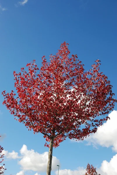 Arbre aux couleurs automnales — Photo