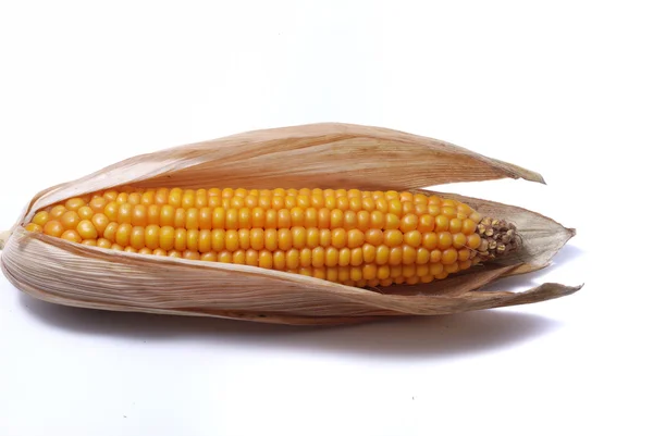 An ear of ripe corn — Stock Photo, Image