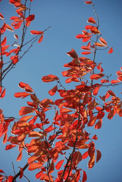 Baum in herbstlichen Farben — Stockfoto