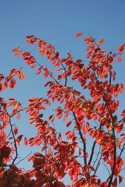 Arbre aux couleurs automnales — Photo