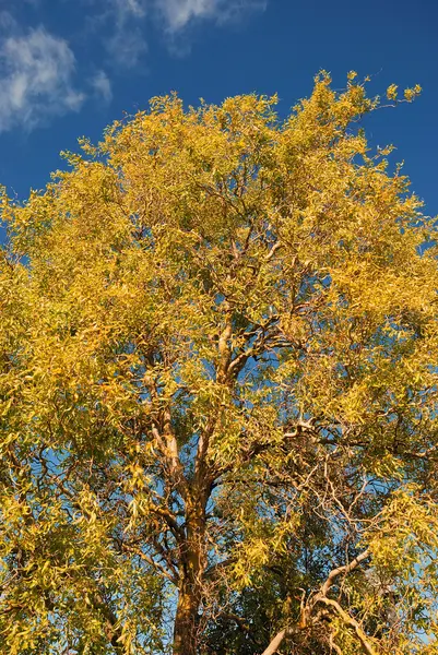 Tree in autumn colours — Stock Photo, Image
