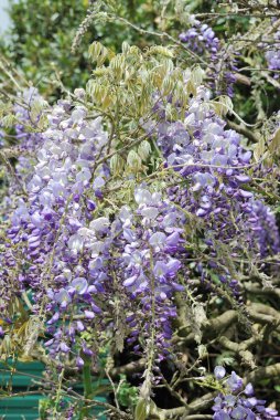 Wisteria