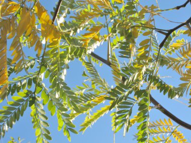 Sonbahar renklerinde ağaç