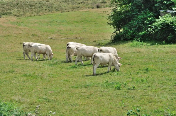 在草甸的牛 — 图库照片