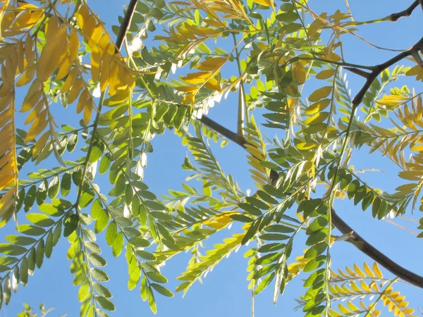 Tree in autumn colours — Stock Photo, Image