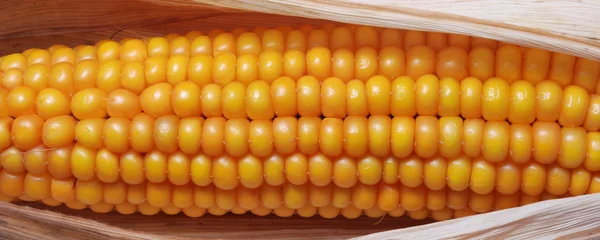 An ear of ripe corn — Stock Photo, Image