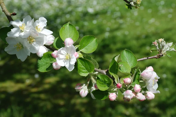 Kwitnąca jabłoń — Zdjęcie stockowe