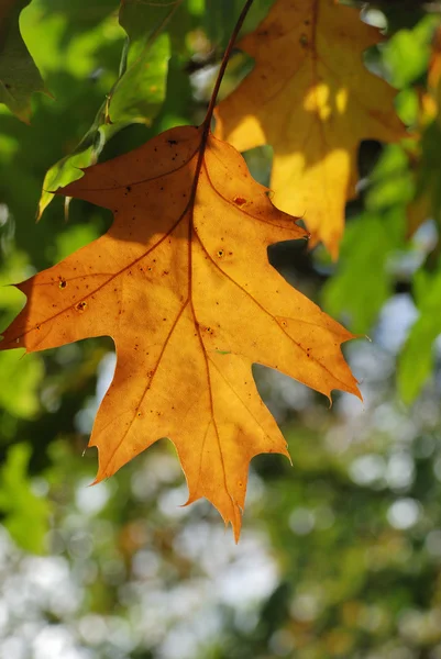 Blad alleen — Stockfoto